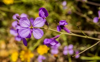 Обои растение, пурпурный, фиолетовая семья, цветущее растение, лепесток, флора, цветок, обструкция, весна, дикий цветок, однолетнее растение, альт
