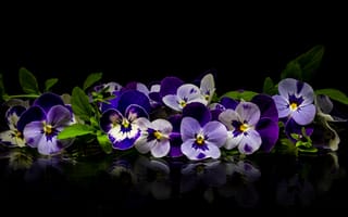 Картинка Виола, цветок, оригинальный, красивые, красивый, цветочная композиция, цветочный, цвет, цветы, флора, красочный, панорама