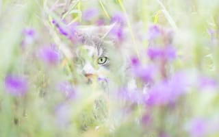 Картинка кот, млекопитающее, природа, изобразительное искусство, цветок, красоту, бакенбарды, зеленый, животное, цвет, пурпурный, глаза