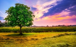 Картинка закат, канава, дерево, пейзаж, солнца, поле