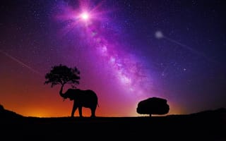 Картинка ночь, сияние, силуэты, слон, дерево, art