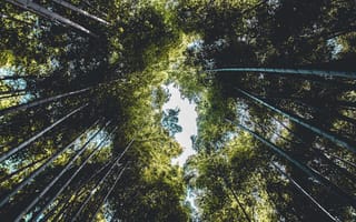 Картинка природа, бамбук, деревья