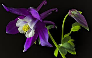 Картинка Аквилегия голубая, флора, цветы, Aquilegia Caerulea, чёрный, цветок