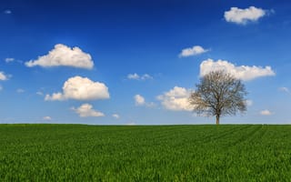 Картинка поле, трава, дерево, небо, пейзаж, облака