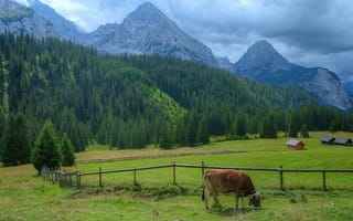 Картинка Austrian Alps, поля, Ehrwald, Austria, Австрия, Австрийские Альпы-Эрвальд, пейзаж, горы, природа, пастбище, коровы