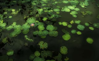 Картинка озеро, природа, флора, водоём, цветок, лотосы, листья, лотос