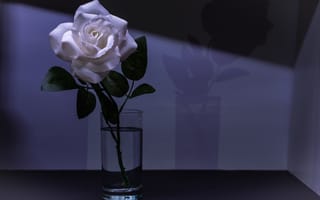 Картинка цветок, ваза, тёмный, роза, цветочная композиция, флора