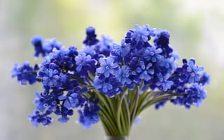 Картинка цветы, синий, цветок, сирень, красочный, соцветие, пурпурный, красивая, цвести, лаванда, декоративное растение, букет