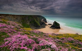 Картинка Падстоу, цветы, пляж, волны, пейзаж, берег, Корнуолл, Великобритания, скалы, море, Англия