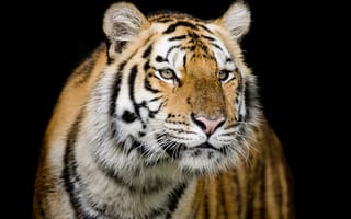 Картинка тигр, семейства кошачьих, портрет тигра, животное, хищник