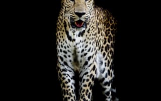 Картинка Leopard portrait, леопард, семейства кошачьих, хищник, животное