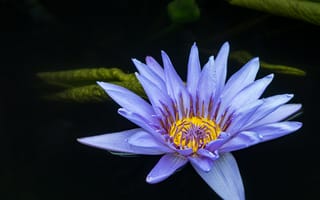 Обои водяная лилия, цветок, флора, водоём