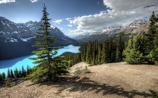 Обои Peyto Lake, озеро, Canada, горы, Banff National Park, деревья, пейзаж