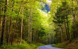 Картинка Great Smoky Mountains National Park, природа, пейзаж, деревья, дорога, лес
