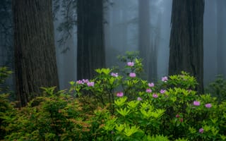 Картинка лес, природа, кусты, туман, деревья, цветы