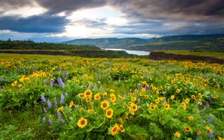 Картинка Ровена, штат Орегон, пейзаж, река, цветы, природа, холмы, поле
