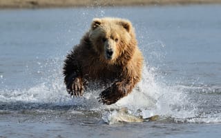 Картинка Grizzly, медведь, брызги, вода, bear, прыжок