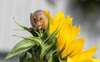 Картинка мышь-малютка, Harvest Mouse, макро, подсолнух