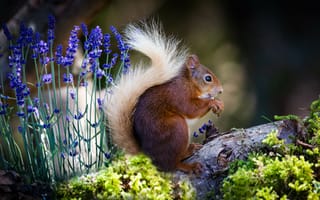 Картинка белка, wood, Red Squirrel, Scotland