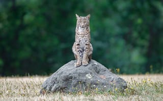 Картинка рыжая рысь, Lynx Rufus, USA, California, bobcat