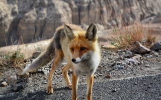 Картинка Лиса, дикая природа, дикий, дикое животное, мех, собака