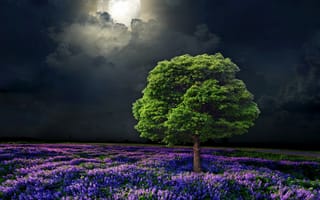 Картинка ночь, поле, лавандовое поле, лаванда, дерево, лунный свет, луна, пейзаж