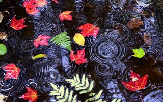 Картинка осень, листья, капли, водоём, природа, дождь, вода