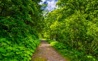 Картинка Бад-Гаштайн, Bad Gastein лес, дорога, природа, Австрия, пейзаж, деревья
