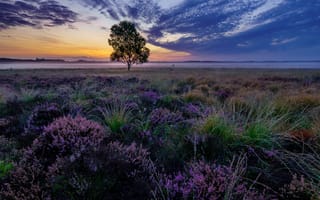 Картинка закат, пейзаж, поле, лаванда, лавандовое поле, Гельдерланд, дерево, природа, Нидерланды, небо