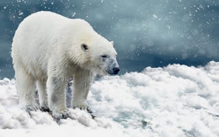 Картинка белый медведь, хищник, полярный медведь