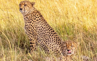 Картинка гепарды, Kenya, brothers, cheetah, Maasai Mara