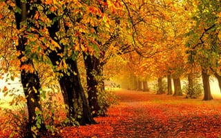 Картинка осень, листья, деревья, дорога, краски осени, природа, пейзаж