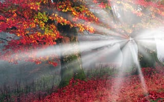 Картинка осень, осенние краски, природа, пейзаж, деревья, лес, солнечные лучи