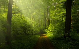 Обои лес, природа, солнечные лучи, дорога, пейзаж, деревья