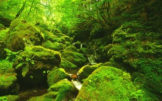 Картинка зелёный, природа, речка, камни, мох, пейзаж, лес, водопад, деревья, Япония