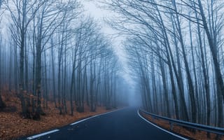 Картинка лес, деревья, пейзаж, туман, дорога