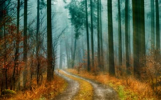 Картинка осень, пейзаж, природа, лес, туман, дорога, деревья