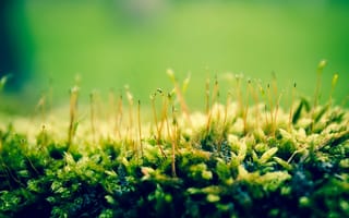 Картинка трава, зеленая, макро, природа, растения