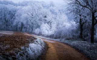 Картинка мороз, зима, лес, Baden-Wurttemberg, Germany