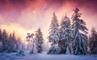 Картинка winter, Schwarzwald, Germany, Baden-Wurttemberg, snow