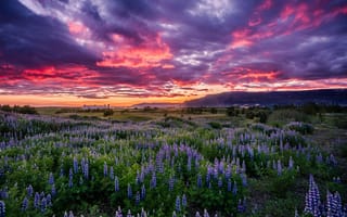Картинка Рейкьявик, природа, пейзаж, цветы, поле, Исландия, закат, люпин
