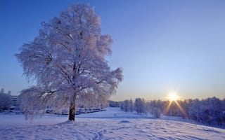 Обои зима, дерево, пейзаж, солнце, парк, снег