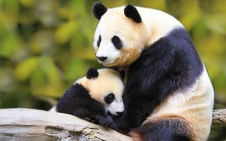 Картинка панда, животное, природа