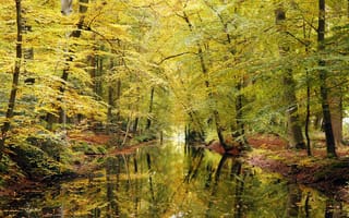 Картинка Краски осени, пруд, лес