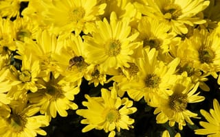 Картинка желтые цветы, пчела, насекомые