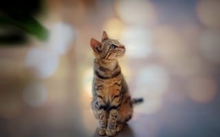 Картинка кошка, полосатый, глядя