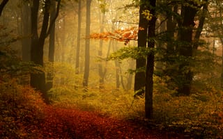 Обои Осень в лесу