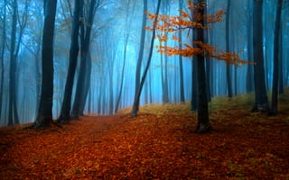 Картинка осенние листья, осень, туман