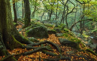 Картинка осень, Пик Дистрикт, лес
