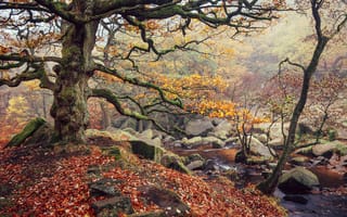 Картинка осенние листья, ручей, осень